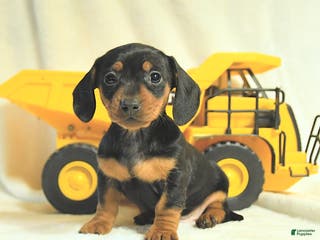 Miniature Dachshund dogs Destiny - Ad 37