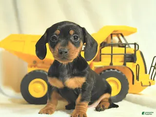 Miniature Dachshund dogs Destiny - Ad 30