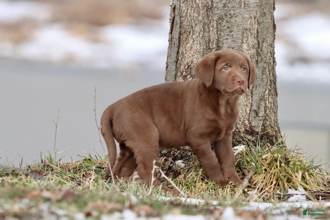 Labrador Retriever dogs for sale: Dr Pepper - Ad 2