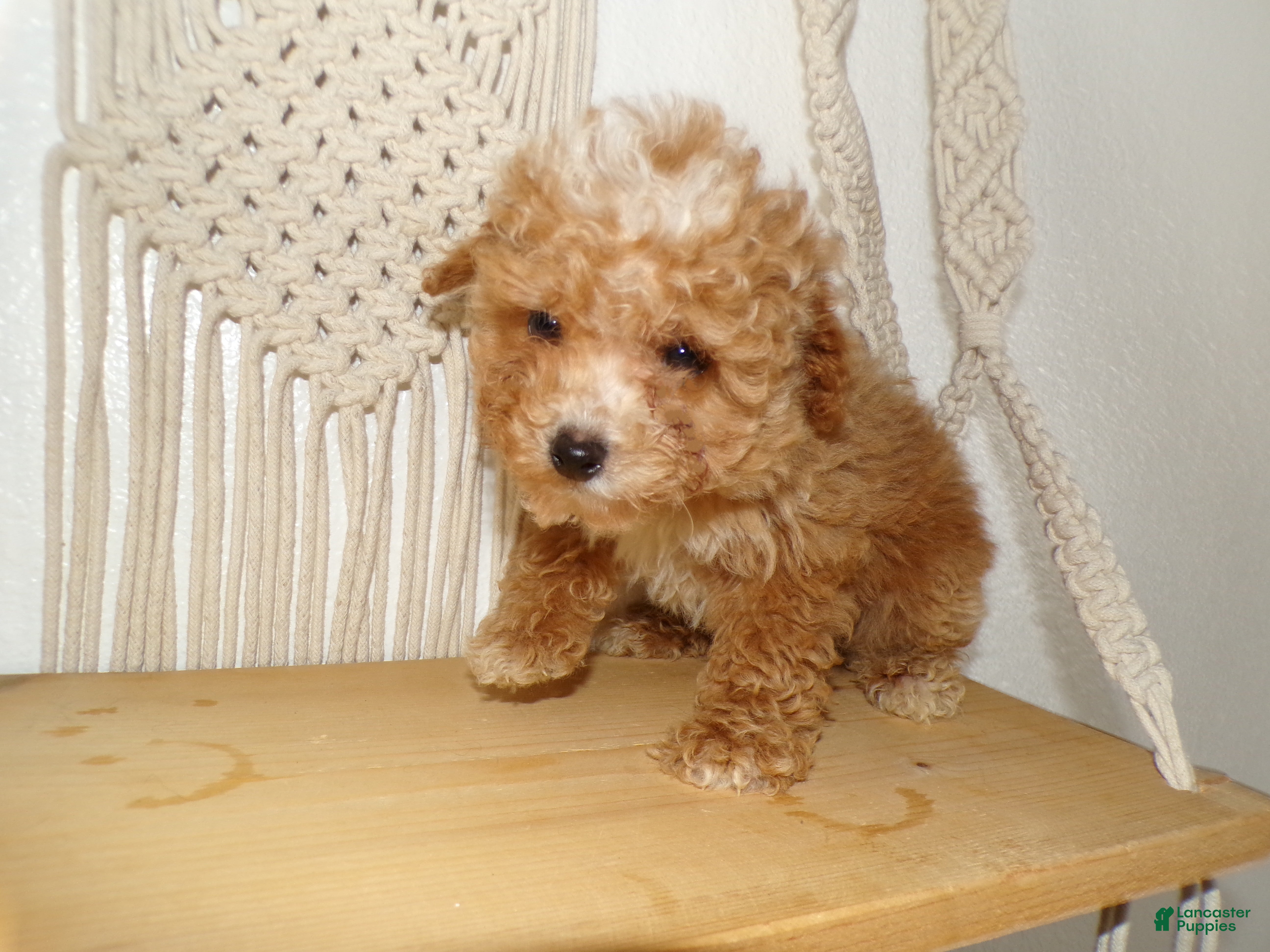Toy Poodle dogs for sale: Toy Poodle Puppy 1 Sassy - Ad 1