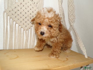 Toy Poodle dogs for sale: Toy Poodle Puppy 1 Sassy - Ad 1