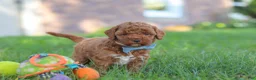 Cockapoo dogs for sale: Hunter - Ad 3