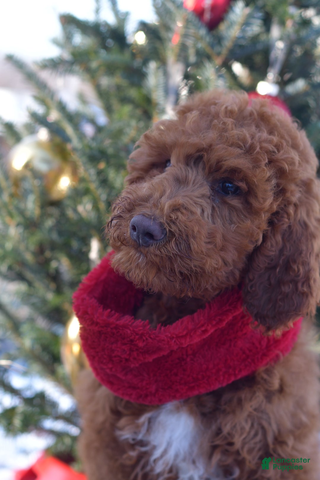 Standard Poodle dogs for sale: Clifford  - Ad 29