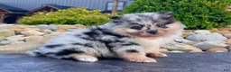 Pomeranian dogs for sale: Flash - Ad 3