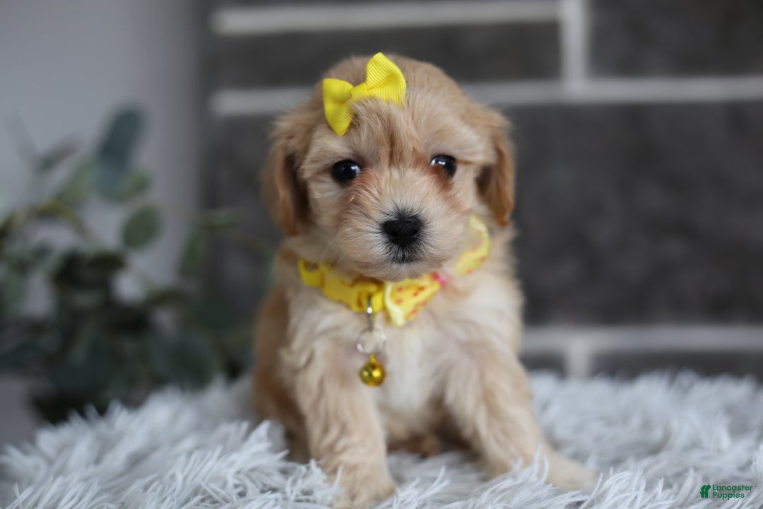 Maltipoo dogs for sale: Goldie  - Ad 2