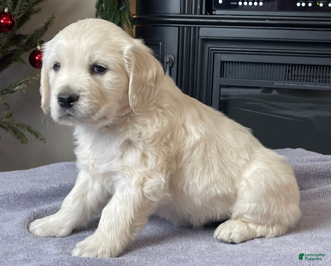 Golden Retriever dogs for sale: Gunner  - Ad 9