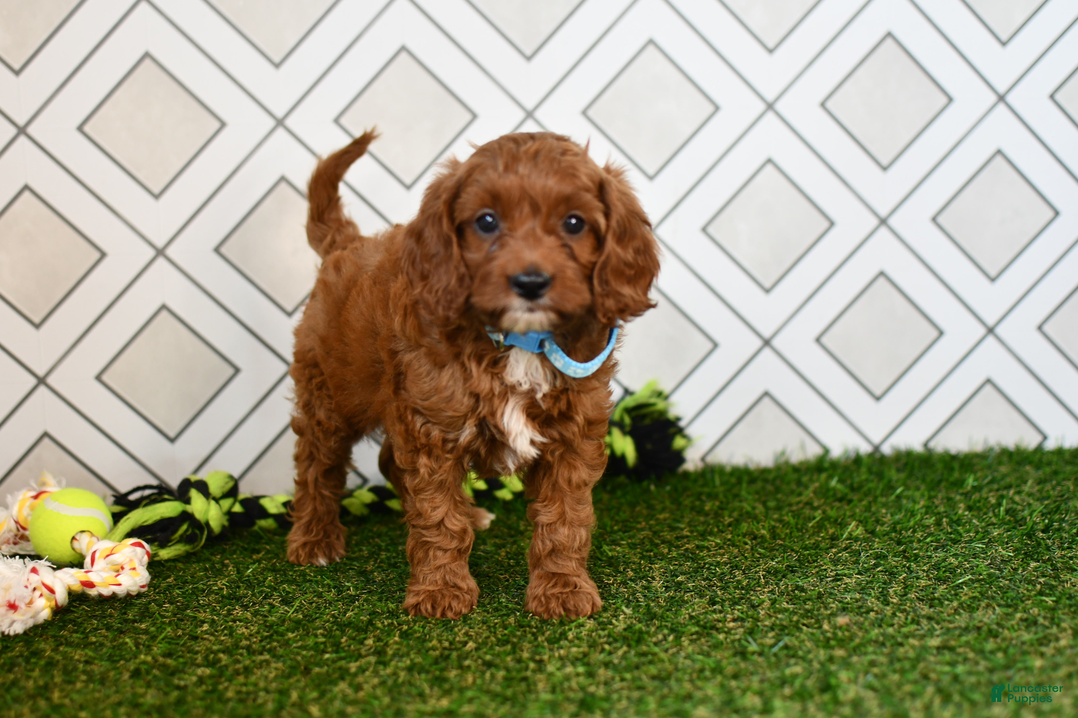 Cavapoo dogs Wade - Ad 2