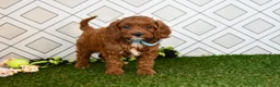 Cavapoo dogs for sale: Wade - Ad 2