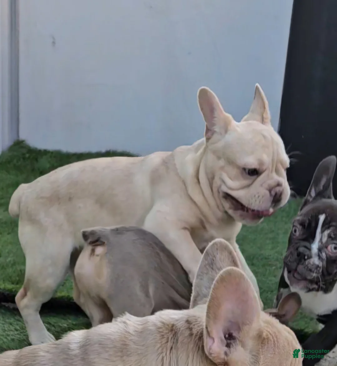 French Bulldog dogs for sale: French Bulldog Puppy 2 - Ad 13