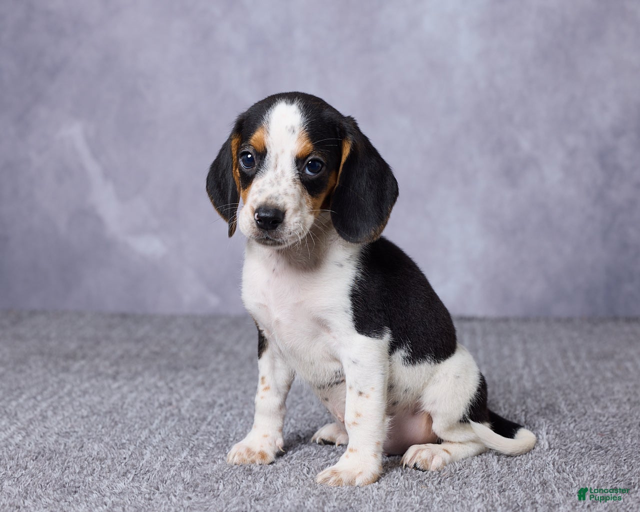 Beagle dogs Simon - Ad 2