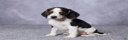 Beagle dogs for sale: Simon - Ad 2
