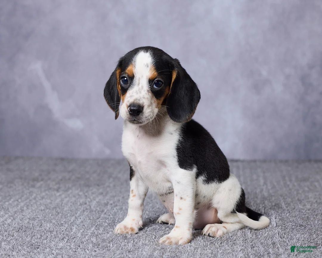 Beagle dogs for sale: Simon - Ad 2