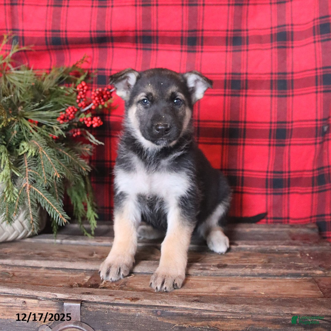 German Shepherd dogs for sale: Merry - Ad 3