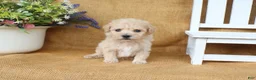 Bichpoo dogs for sale: Jonah - Ad 3