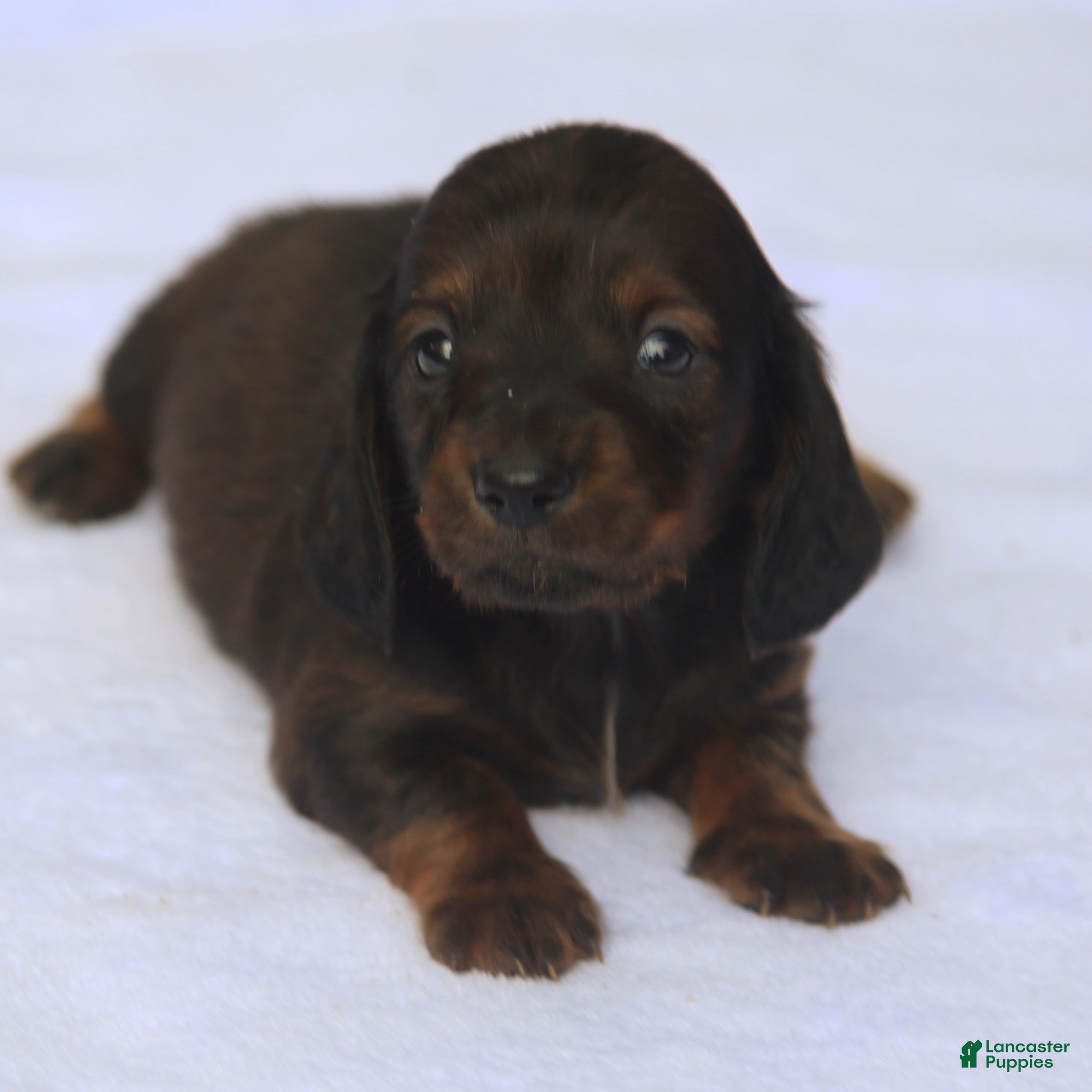 Dachshund dogs for sale: Reverse Red Brindle Longhair  - Ad 1
