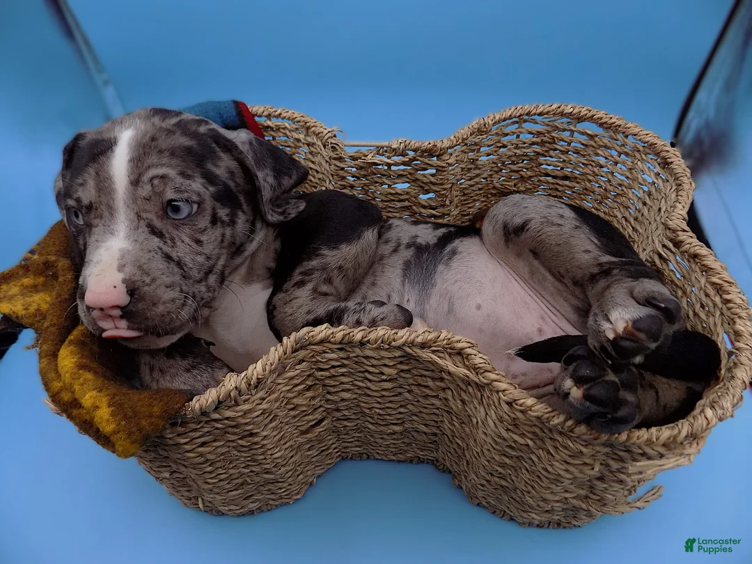 Mixed Breed dogs for sale: Minnie Mouse - Ad 9