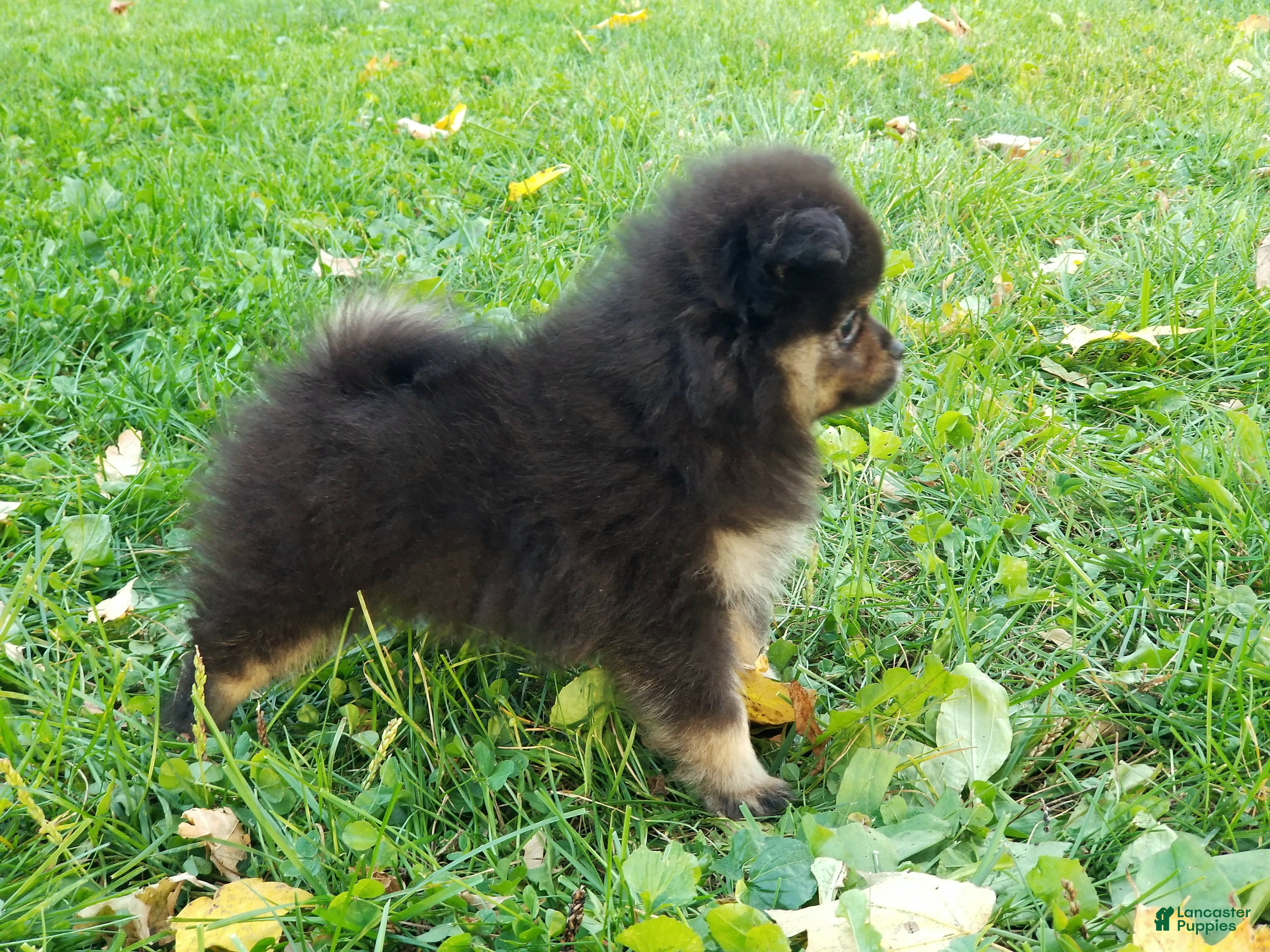 Pomeranian dogs Mickey - Ad 1