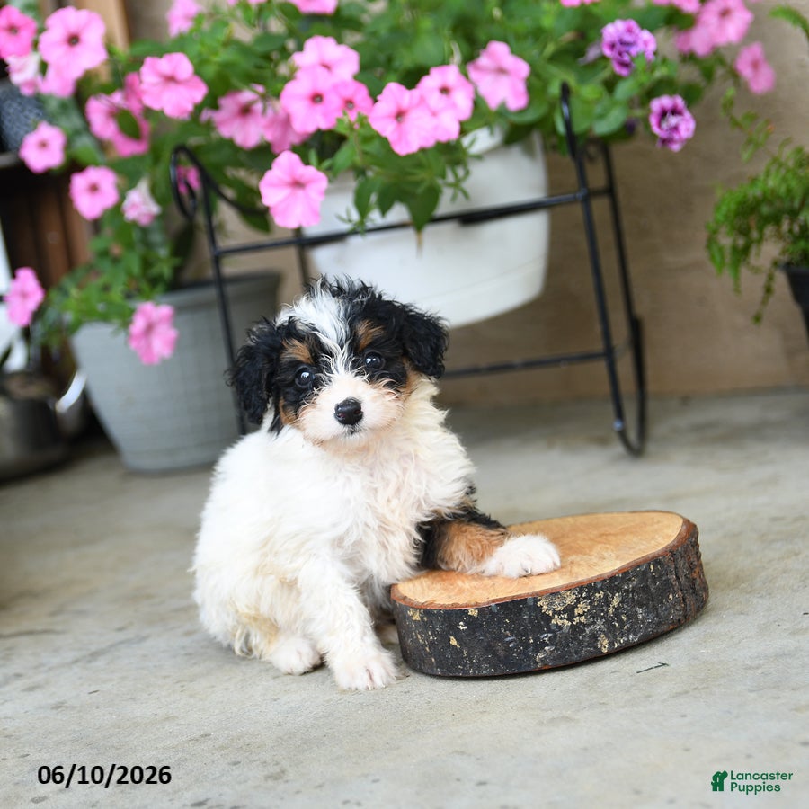 Mini Aussiedoodle dogs Piper - Ad 1