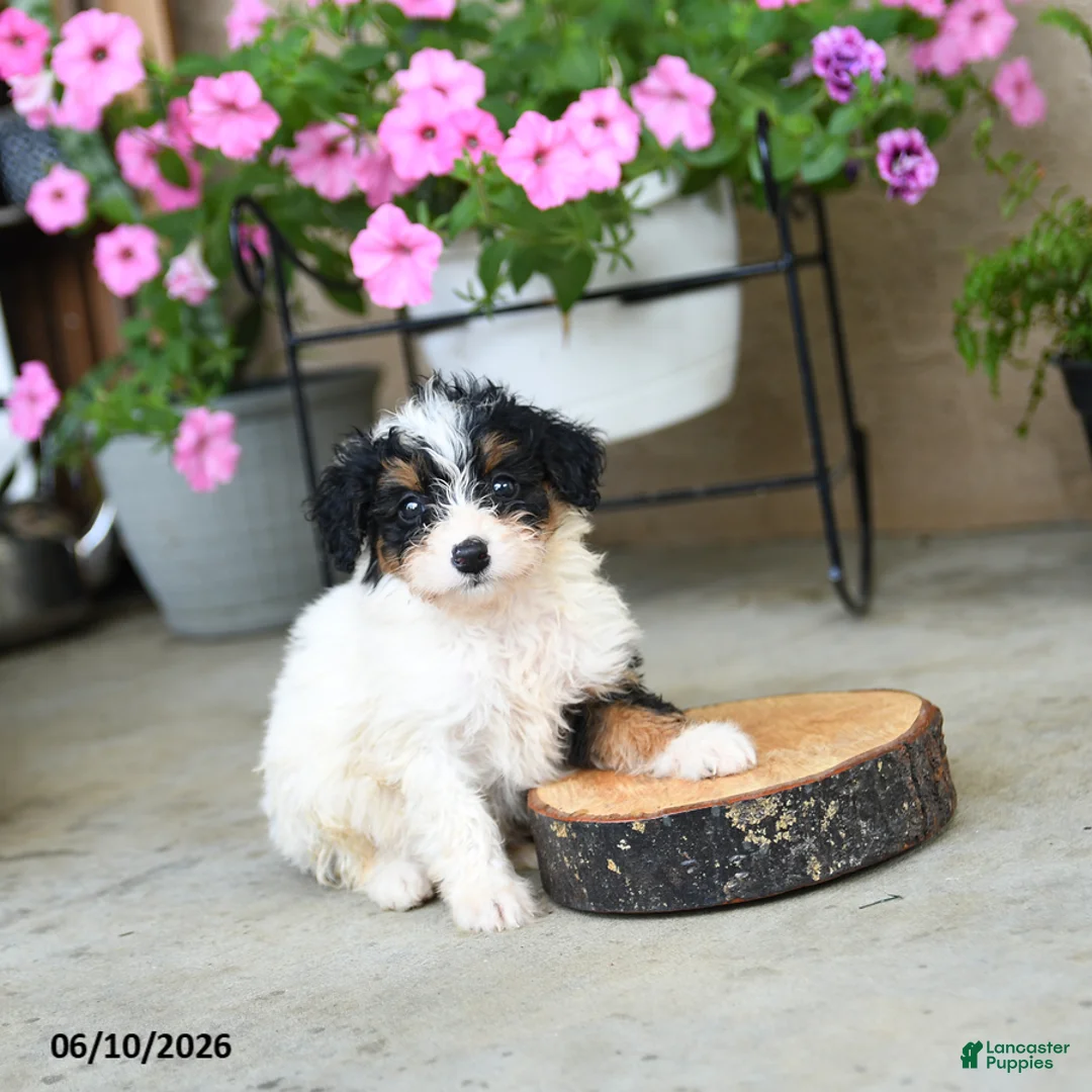 Mini Aussiedoodle dogs for sale: Piper - Ad 1