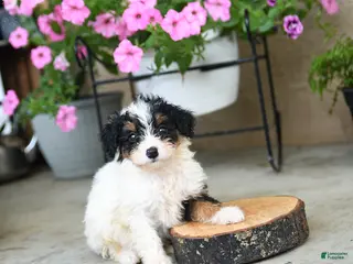 Mini Aussiedoodle dogs for sale: Piper - Ad 4