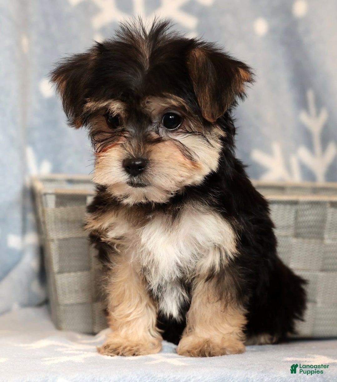 Yochon dogs for sale: Darla - Ad 7