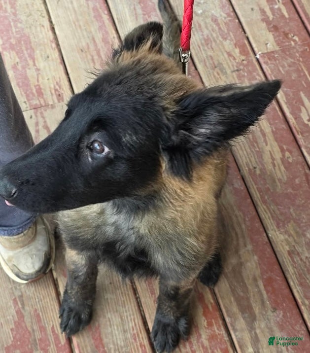 Belgian Malinois dogs Belgian Malinois Puppy 4 - Ad 30