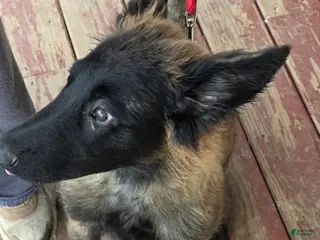 Belgian Malinois dogs Belgian Malinois Puppy 4 - Ad 24