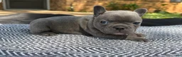 French Bulldog dogs for sale: Forest - Ad 2