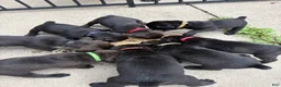 Cane Corso dogs for sale: Phantom - Ad 5