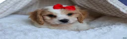 Cavachon dogs for sale: ROSCOE - Ad 11