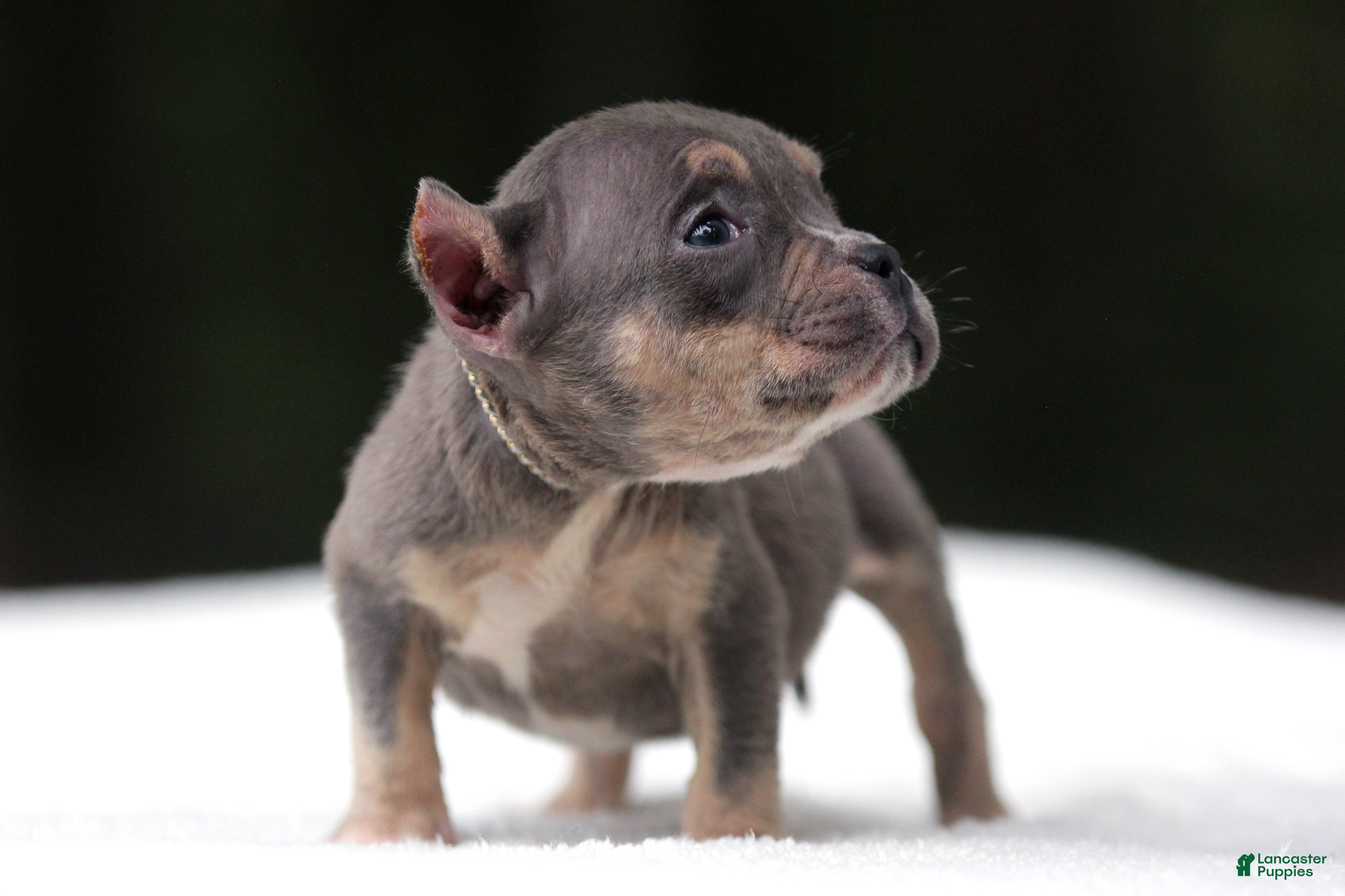 American Bully dogs Blue Tri Female - Ad 2