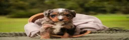 Mini Bernedoodle dogs for sale: Colt F1 Mini Bernedoodle  - Ad 3