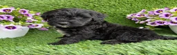 Mini Goldendoodle dogs for sale: Axle - Ad 3
