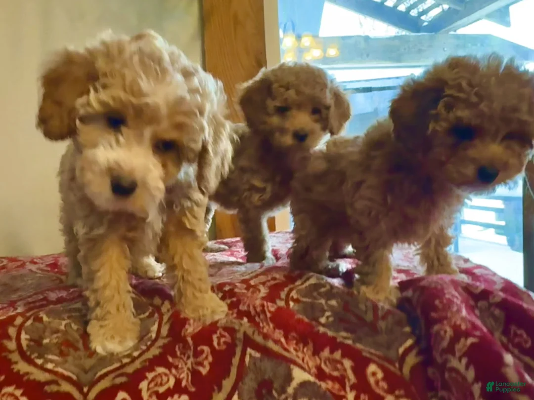 Mini Goldendoodle dogs for sale: Meg - Ad 2