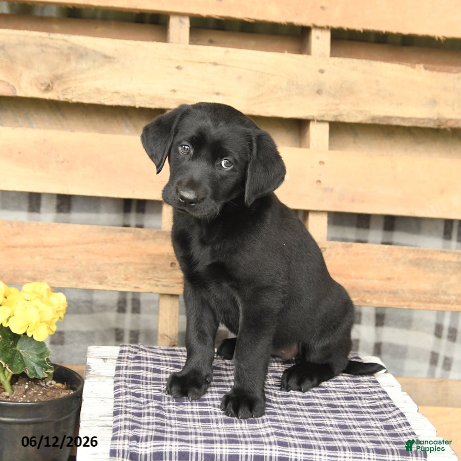 Labrador Retriever dogs Jasmine - Ad 2