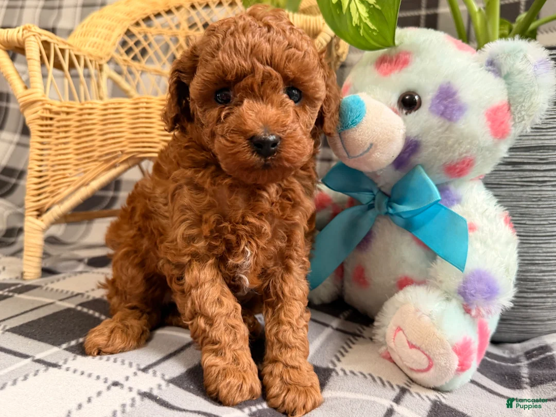 Toy Poodle dogs for sale: Ruby - Ad 5
