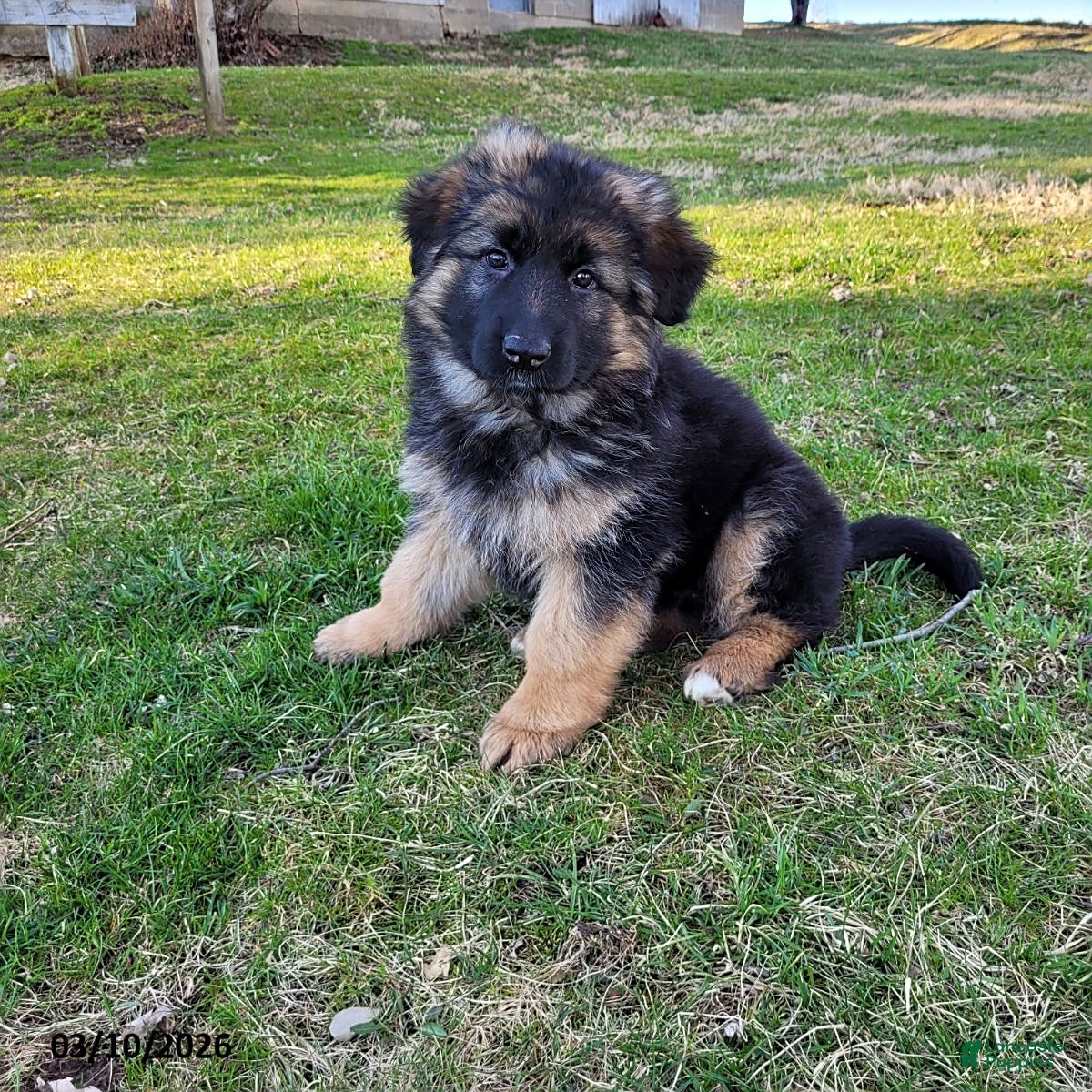 German Shepherd dogs Betsy - Ad 1