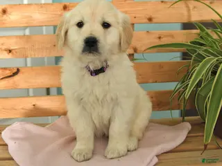 Golden Retriever dogs Kassidy - Ad 10