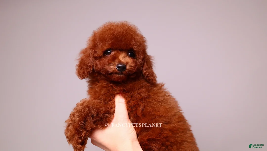 Toy Poodle dogs for sale: VISITA PER FORTUNA SHANTI  - Ad 2