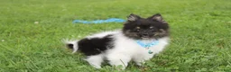 Pomeranian dogs for sale: Ziggy - Ad 8