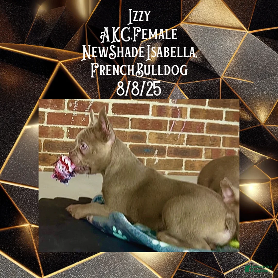 French Bulldog dogs for sale:  “Izzy the Queen: Hazel-Eyed Beauty with Boss Energy & Breeding Potential” - Ad 10