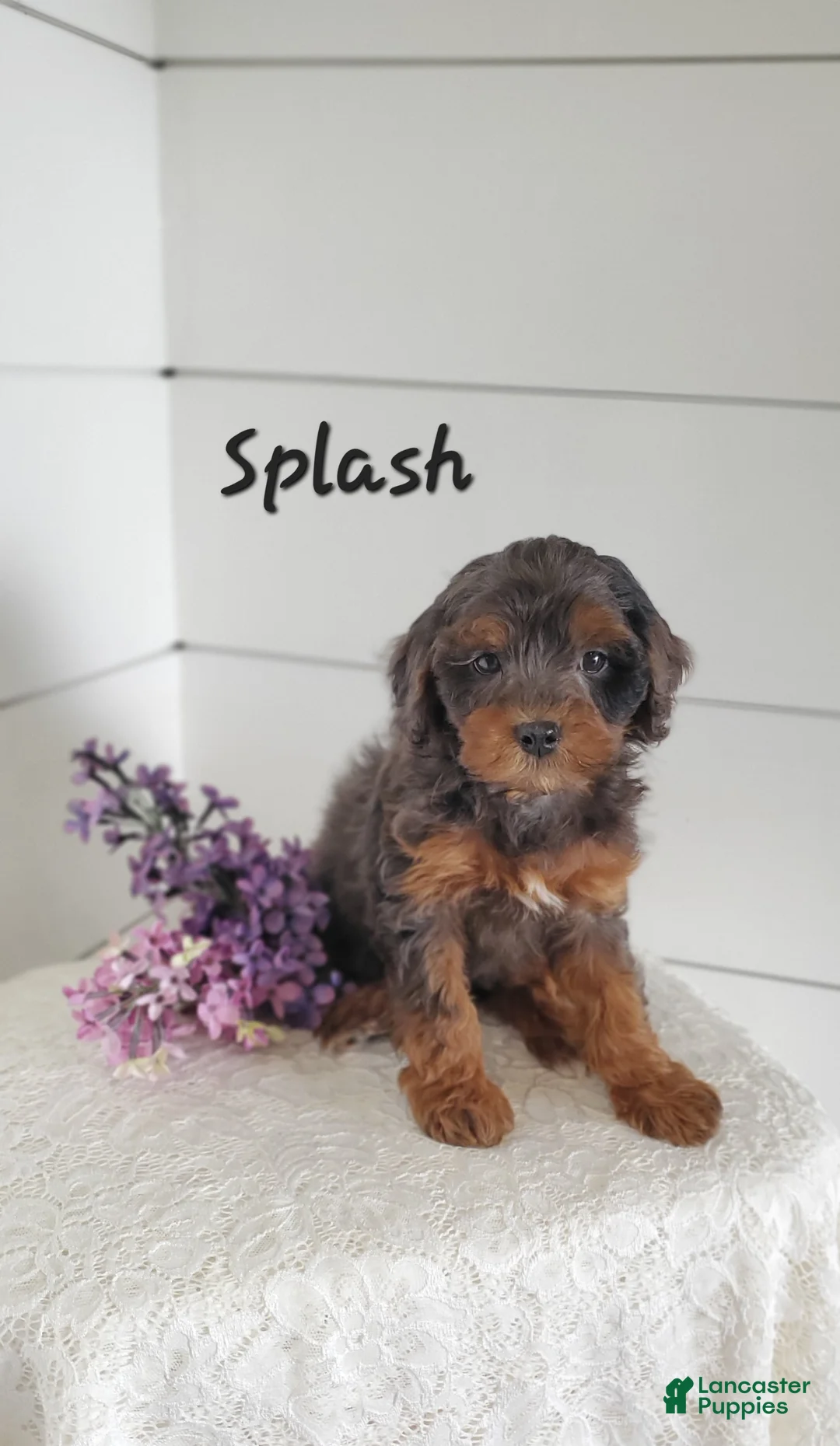 Cavapoo dogs for sale: Splash - Ad 2