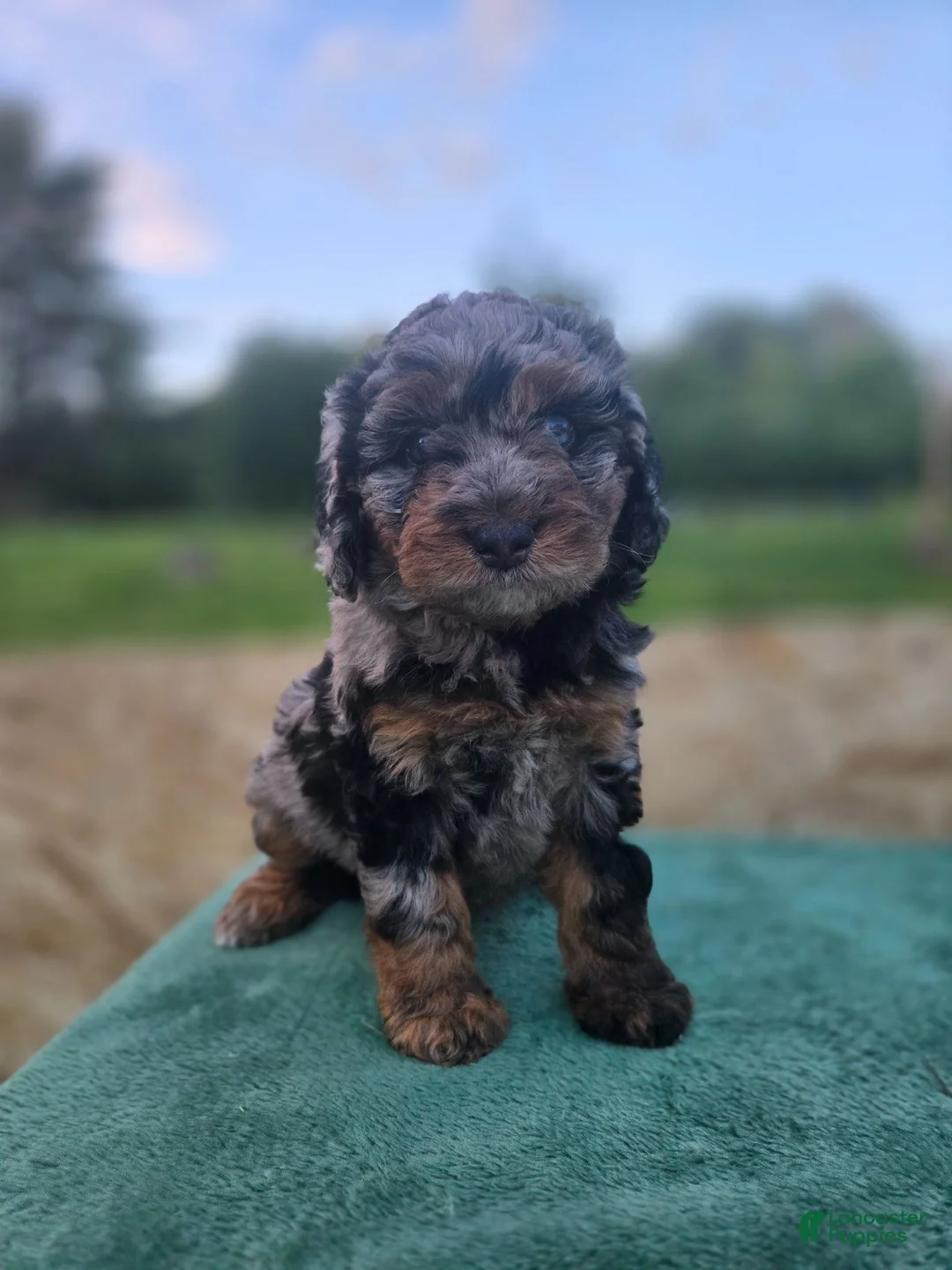 Mini Aussiedoodle dogs for sale: Mocha - Ad 2