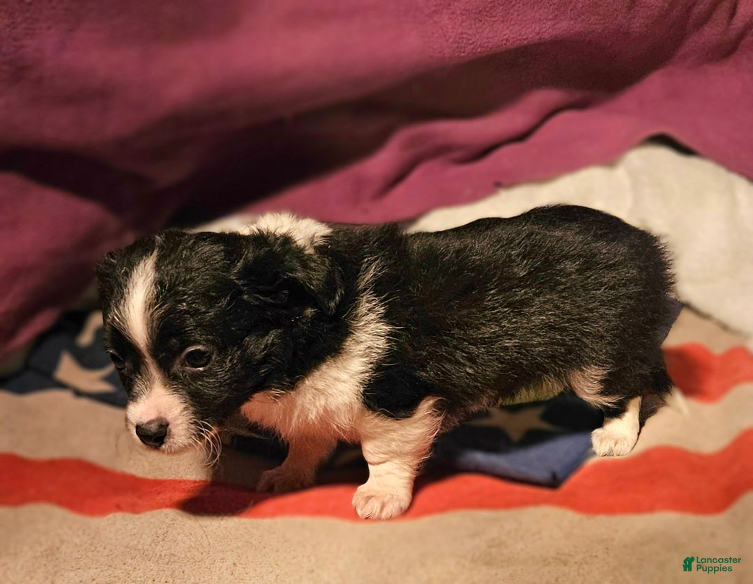 Chihuahua dogs for sale: Freddie - Ad 8