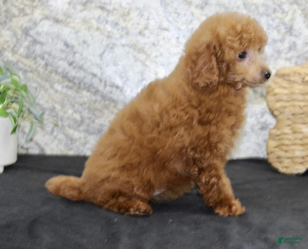 Miniature Poodle dogs for sale: Annabelle - Ad 5