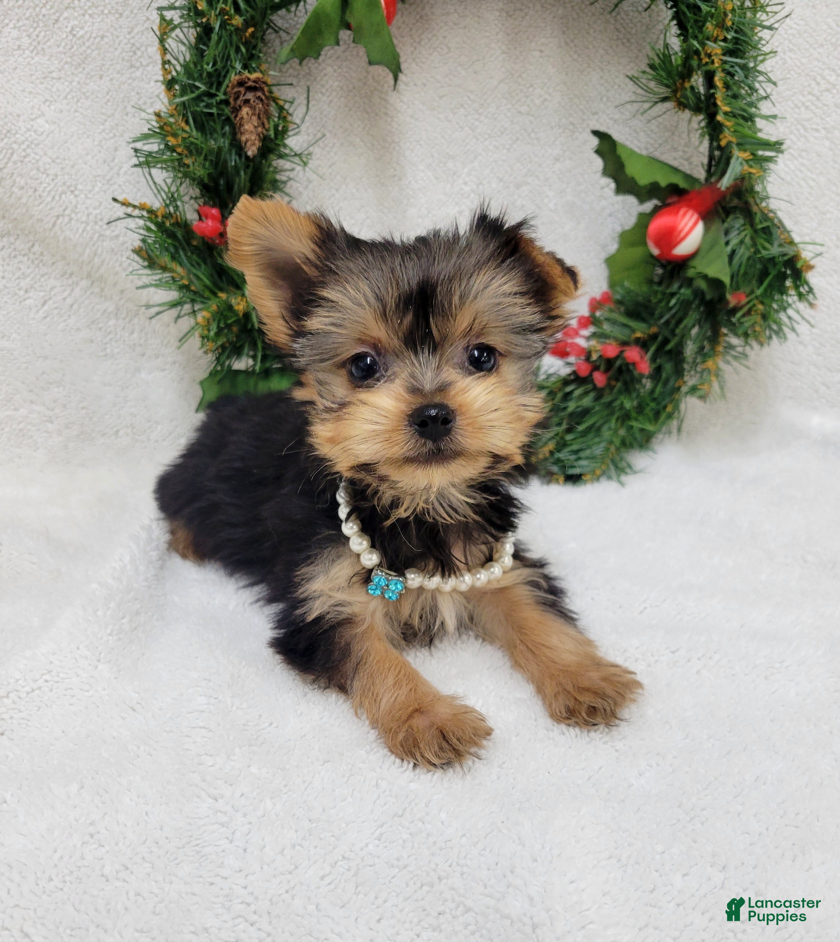 Yorkshire Terrier dogs Cora  - Ad 4