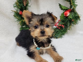 Yorkshire Terrier dogs Cora - Ad 29