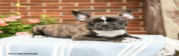 Frenchton dogs for sale: Dustin - Ad 4