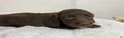 Miniature Dachshund dogs for sale: Fluffy  - Ad 1