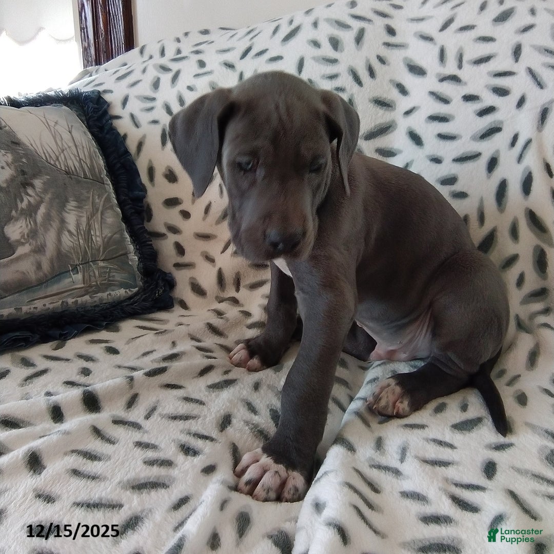 Great Dane dogs for sale: Kenson - Ad 3